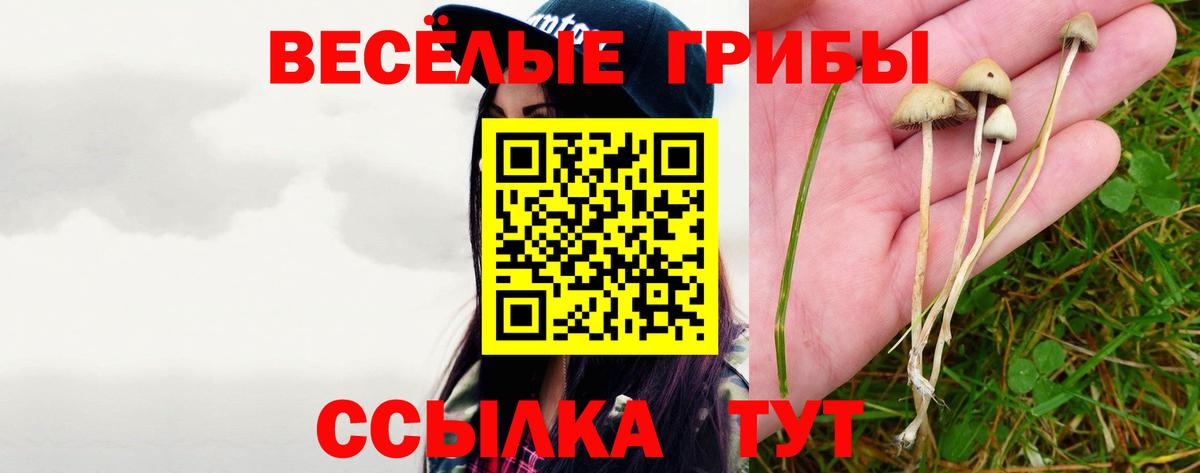 Заволжье  Псилоцибиновые грибы Cubensis  Вход с VPN  Галлюциногенные грибы Psilocybine cubensis 